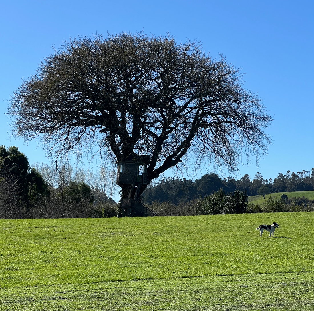 Jardín Botánico Verde Nativo Puerto Octay