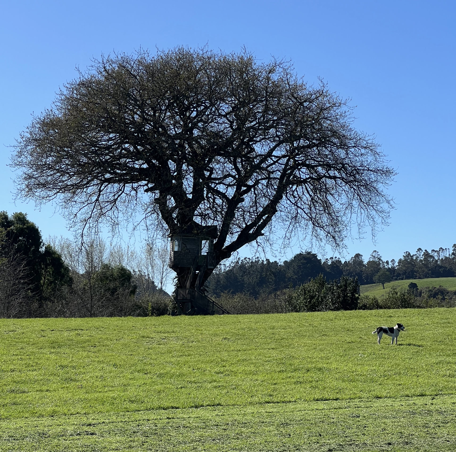 Jardín Botánico Verde Nativo Puerto Octay