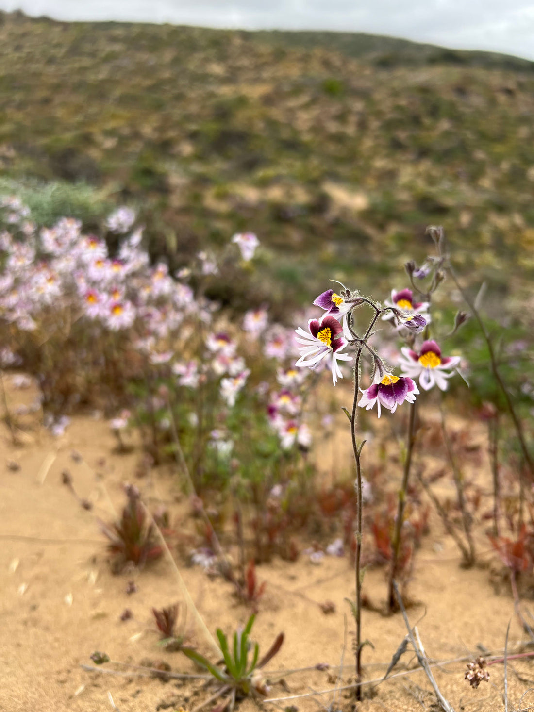 Guía para el Desierto Florido, por Nicolás Lavandero