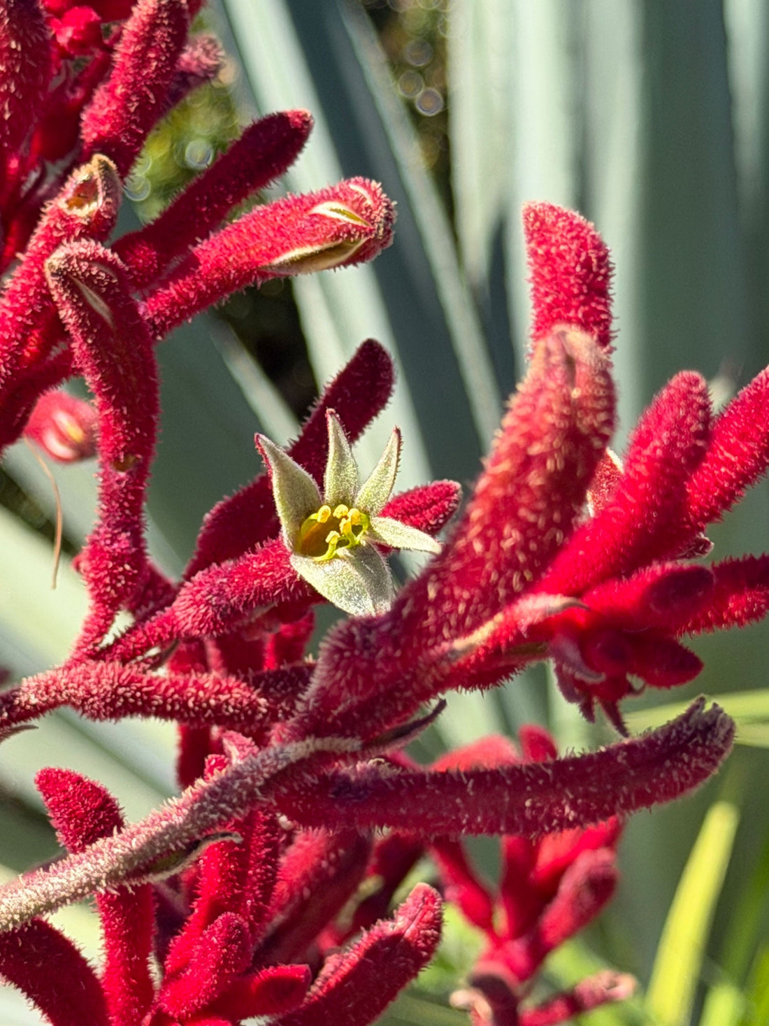 Anigozanthos Flavidus
