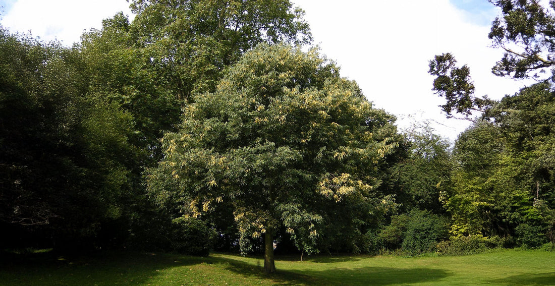 Celtis Australis