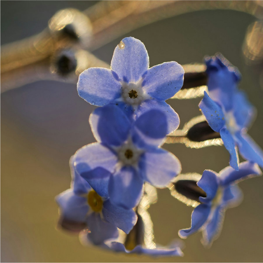 11 preguntas con Claudio Marcone