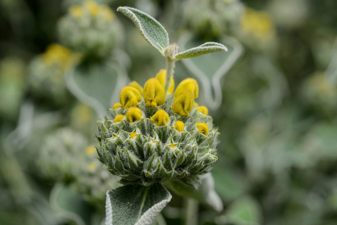 Phlomis Fruticosa