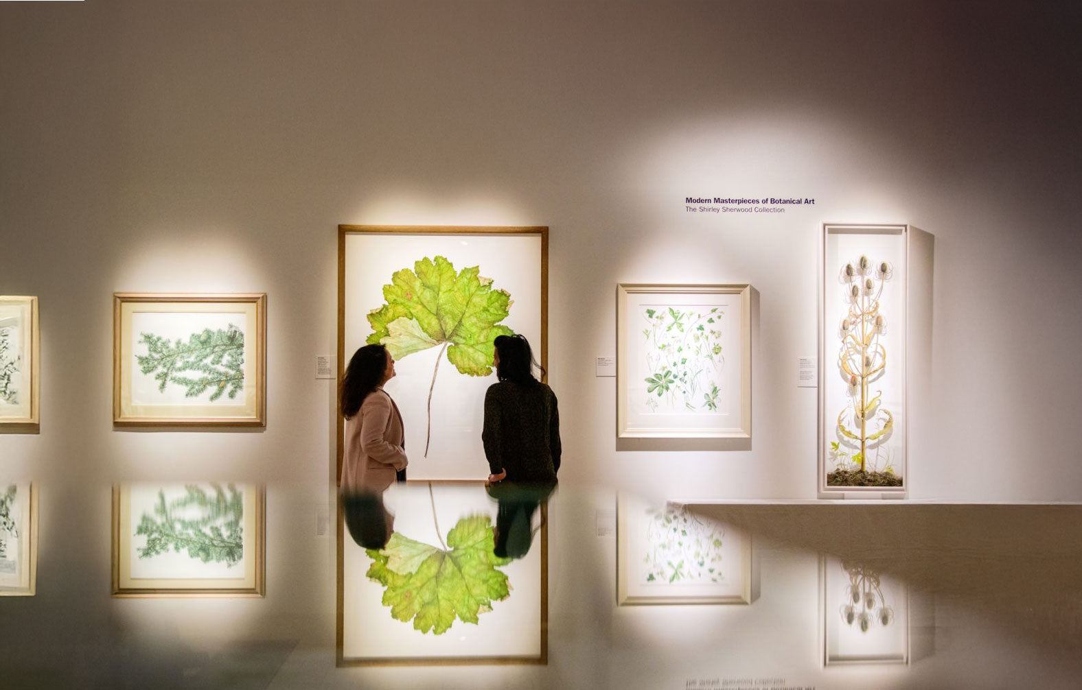 Shirley Sherwood: la mujer que llevó el arte botánico al museo